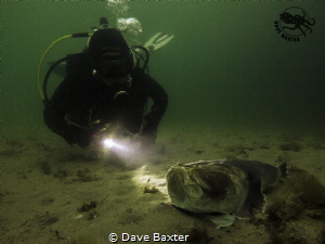 diver with stargazer by Dave Baxter 